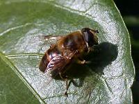 mistbiene Fliege)01